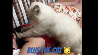 Cat massage cat kneading