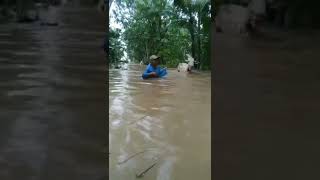 EVAKUASI SAPI BANJIR #shortvideo #short #shorth #shorthvideo