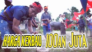 Ternyata Begini Harga Kerbau di Sumba, Sampai Ratusan Juta Per ekor. Mahal Karena Tujuan Ini...