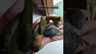 Panen anakan lovebird sayur