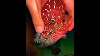 flowerhorn monster kok#shorts#feeding#flowerhorn