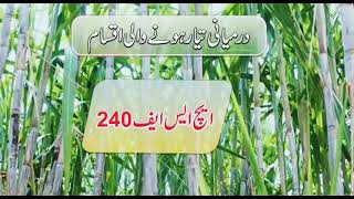 کماد کی بہتر پیداوار کے لئے بیج ، وقت کاشت محکمہ زراعت پنجاب،punjab, Agriculture, kisan