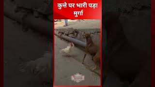 मुर्गे ने कुत्ते को बनाया भीगी बिल्ली, दुम दबाकर भागा कुत्ता | cock and dog Face Off | @tirandaj