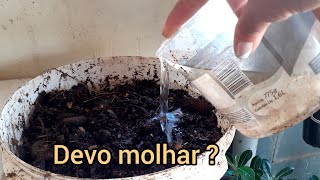 Compostagem: Molhar ou Não molhar?