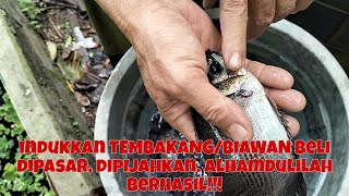 PEMIJAHAN IKAN TEMBAKANG/BIAWAN INDUKKAN HASIL MEMBELI DI PASAR!!!