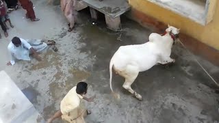 Dangerous cow qurbani 2018    cow qurabni eid ul azha 2018    anari qasai HD