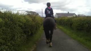 *FOR SALE* Black Welsh Cob Mare SOLD