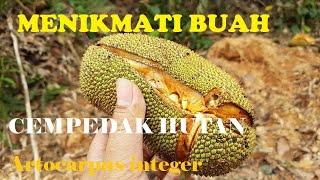 MENIKMATI CEMPEDAK HUTAN, Artocarpus integer