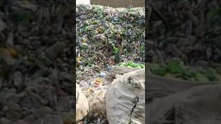 Used Plastic Bottle | Recycling plant | @beepdottv #plasticbottle #Usedplasticbottle