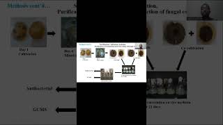 Isolation of endophytic fungi and bioactive compound.#microbiology #fungi #endophyte #drugdiscovery