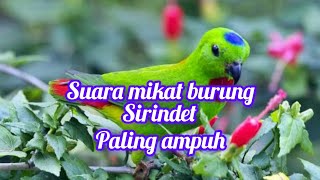 suara mikat burung sirindet paling ampuh#sirindetgacor#mikatburungsirindet#pemulakicaukicau