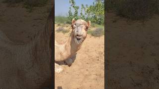 جمل كبير جميل جدًا في صحراء ثار#camel #shortvideo