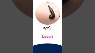 Leech meaning in Gujarati - English Dictionary