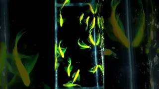 Variety veiltail zebra//#fluorescent green/#veiltail//#zebra//#shorts/#shortsvideo