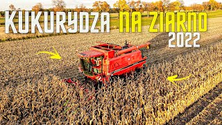 🔥KUKURYDZA NA ZIARNO 2022🔥CASE AXIAL FLOW 2188🔥AGROTEAM-ŁÓDZKIE🔥