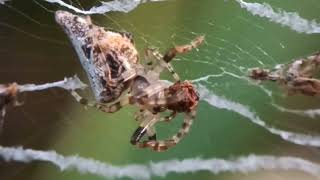 Common Garbage-Line Web Spider(Cyclosa insulana) #spider #amazing