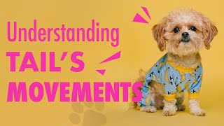 Understanding a Dog's Tail Movements🤔