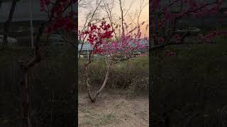 peach tree with two sets of flower colors 🌸