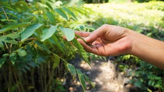 DÍA INTERNACIONAL DE LOS BOSQUES