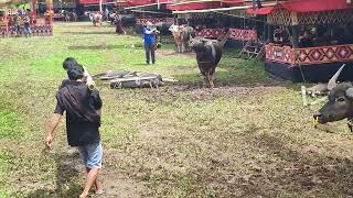 Penerimaan Tamu di Bonoran Mantarima. Ritual Rambu Solo' TORAJA