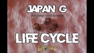 Japan G Life Cycle (Araneus ventricosus) #GEV61