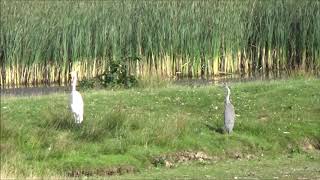 Ägretthäger (Casmerodius albus), Great Egret.