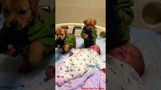 Two puppies 🐶 guards a sick baby  #doglover #shorts