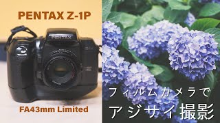 【PENTAX Z-1P】雨の中アジサイ撮ってきた！【フィルムカメラ】