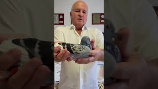 Best racing pigeon Org. Andreas #shorts #pigeon #racingpigeon