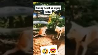 kucing vs anjing. tom vs Jerry