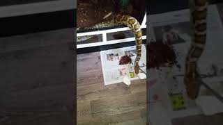 #schlange #serpent #Tigerpython/Indian Rockpython (Python molurus molurus)Rückführen in's Terrarium.