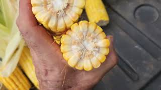 Híbrido BM904 para milho verde e silagem em ILP, Santa Bárbara de Goiás, com.capim Zuri. Vídeo 3