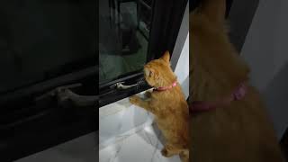 kucing mau kawin