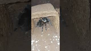 Tarantula Feeding Video 078 - Brachypelma auratum