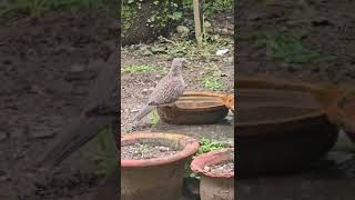 Thirsty bird #nature #music #relaxingmusic #naturelovers #birds