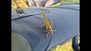 Die Heuschrecken. Ein schöner Spätsommernachmittag an der Wiese.