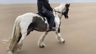 Cavallo Hoof Boots LOVE the Beach!