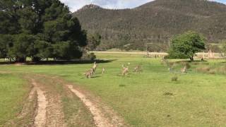 Kangaroos in the Namidgi National Park