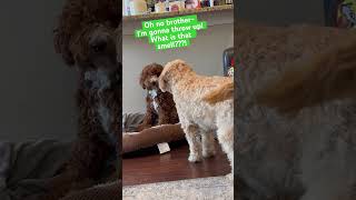 Doodle Doggie Tales- Part 79 “Those Who Smelt it- Dealt It” #shortvideo #shorts #brothers #fyp