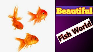 Fish | Beautiful Fish | Aquatic Life | General World