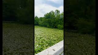 🐢🍃 Water Lilies Pond🍃🐢#subscribe #viral #youtube #youtubeshorts #reston #northernvirginia