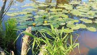 Pond in nature with water lilies summer