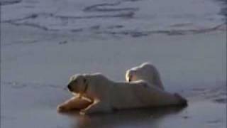 Polar Bear sliding on ice