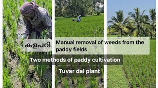 കൃഷിയിറക്കുന്ന രീതികളും കളപറിയും / weeds are removed manually from paddies / Tuvar dal plant