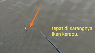 plung langsung strike pas di sarang ikan kerapu..