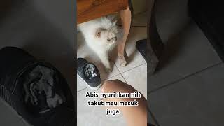 Abis nyuri ikan takut mau masuk rumah🤣