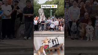 Dog Song