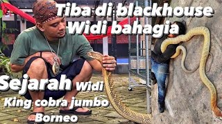 🔴Viral! Widi KING COBRA Borneo sejarah & akhirnya bisa sampai ke @PANJIPETUALANG_REAL  garaga⚠️