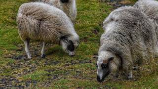 Westman Islands