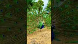 Indian National Bird Peacock ♥️ #birds #peacock #shortsfeed